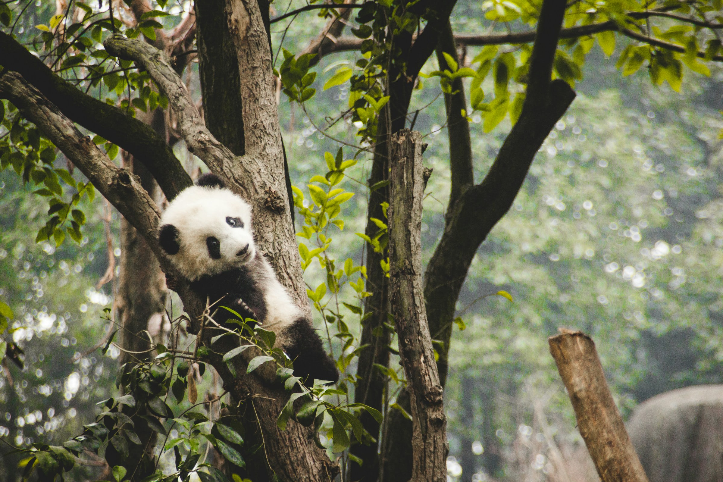 Chengdu